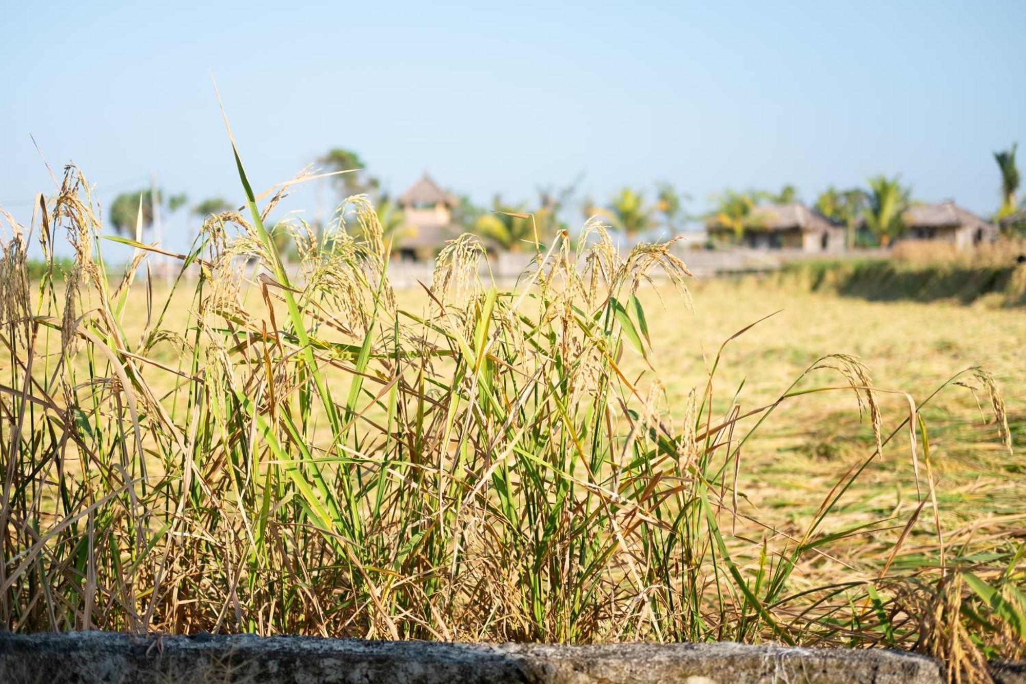 Bali Tiger Hideaway Hotel Pulukan Eksteriør billede